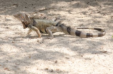 Aruba Island, Karayip Denizi kum, vahşi Iguana