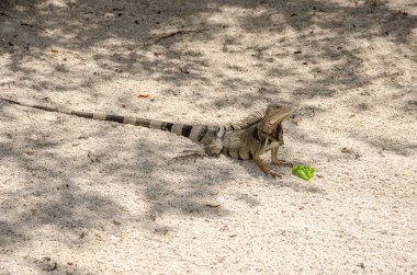 Aruba Island, Karayip Denizi kum, vahşi Iguana