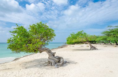 Aruba'nın doğal pusula olan ünlü Divi Divi ağaç