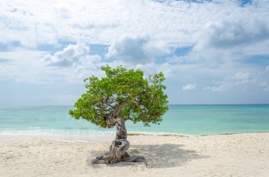 Aruba'nın doğal pusula olan ünlü Divi Divi ağaç