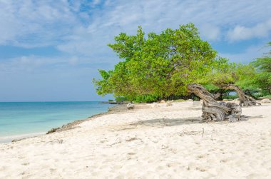 Aruba'nın doğal Pusula, her zaman adanın diğer tarafında o darbe nedeniyle ticaret rüzgarları güneybatı yönünde işaret olan ünlü Divi Divi ağaç