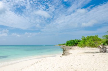 Aruba'nın doğal pusula olan ünlü Divi Divi ağaç