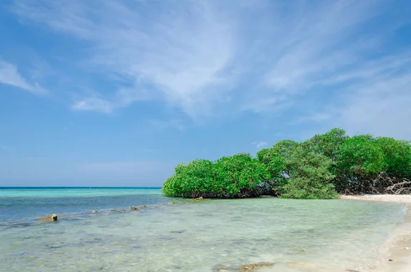 Při pohledu přes mangrovových stromů v Aruba beach — Stock fotografie