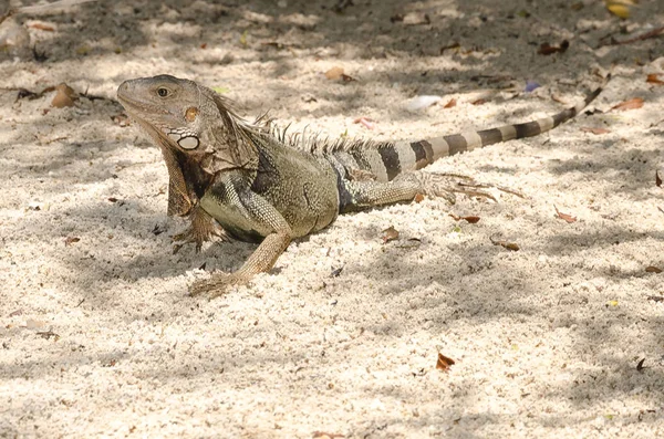 Wild Iguana Sand Aruba Island Caribbean Sea — Stock Photo, Image