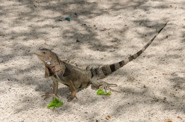 Wild iguana at the sand in Aruba — Stock Photo, Image