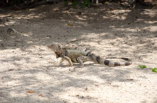 Iguana Salvaje Arena Isla Aruba Mar Caribe —  Fotos de Stock