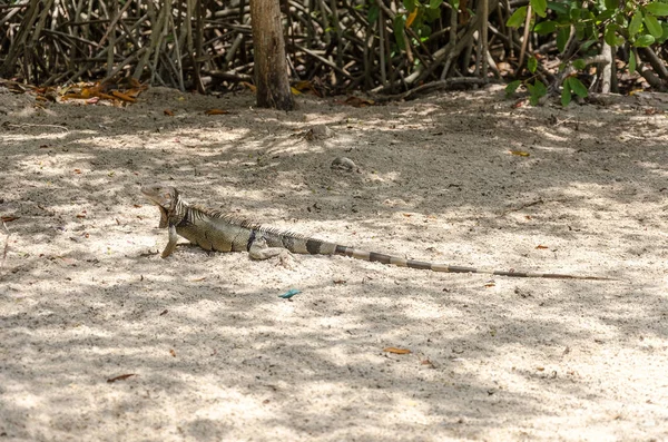 Iguana salvaje en la arena de Aruba —  Fotos de Stock