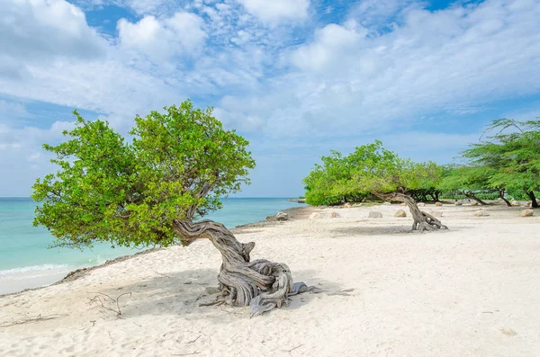 Słynny Divi Divi drzewo, które jest naturalnym kompas Aruba — Zdjęcie stockowe