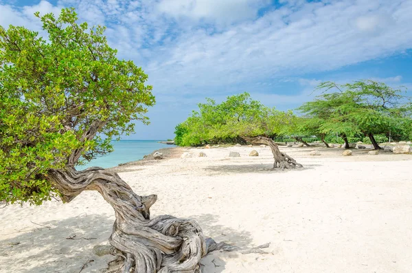 Aruba'nın doğal pusula olan ünlü Divi Divi ağaç