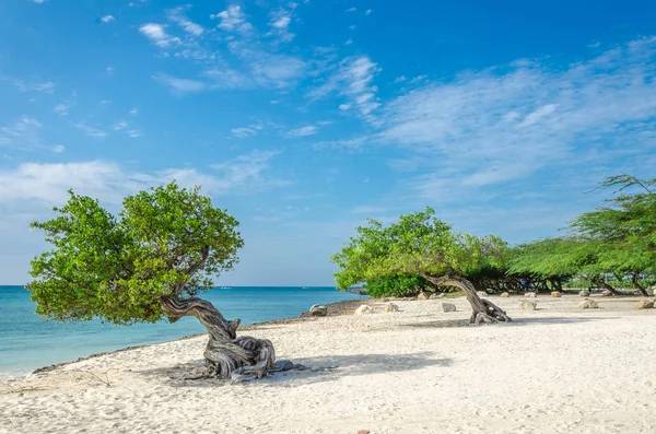 Famoso árbol Divi Divi que es la brújula natural de Aruba — Foto de Stock
