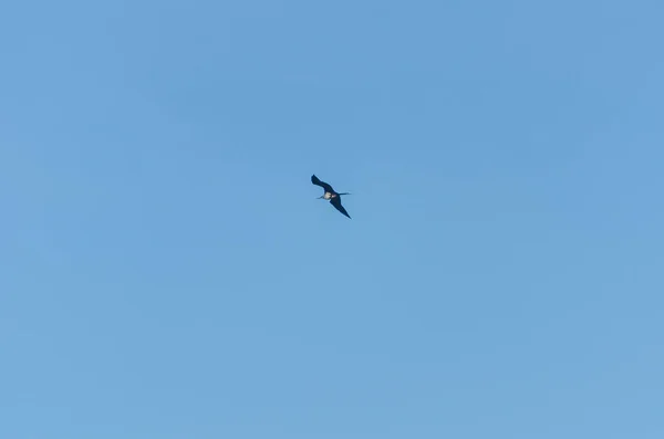 在加勒比的阿鲁巴海滩上空飞翔的鸟 — 图库照片