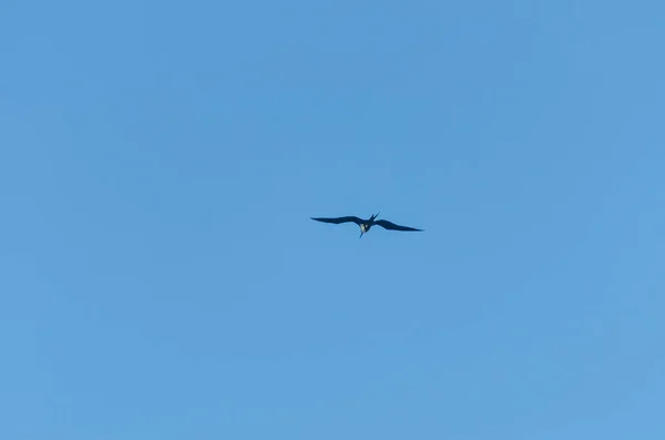 Oiseau survolant la plage d'Aruba dans les Caraïbes — Photo