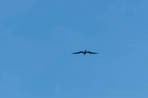 Vogel fliegt über den Strand von Ruba in der Karibik — Stockfoto