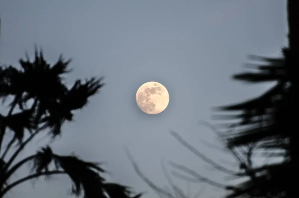 Senja dengan bulan purnama dan siluet pohon palem — Stok Foto