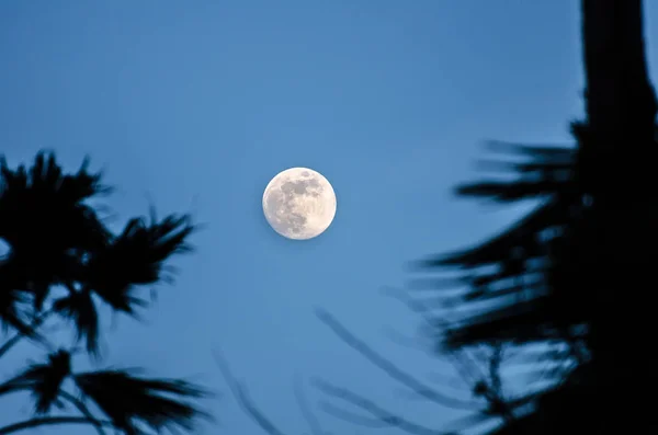 Senja dengan bulan purnama dan siluet pohon palem — Stok Foto