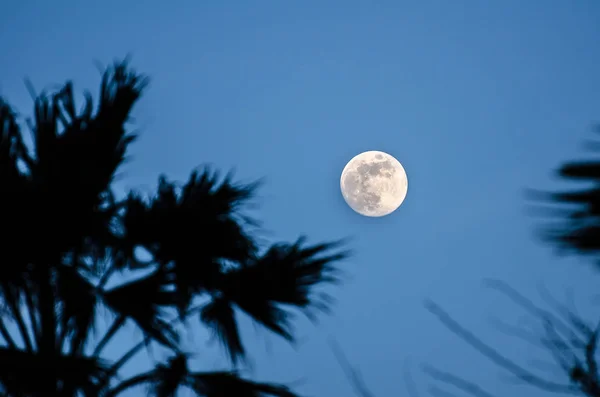 Senja dengan bulan purnama dan siluet pohon palem — Stok Foto