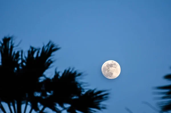 Senja dengan bulan purnama dan siluet pohon palem — Stok Foto