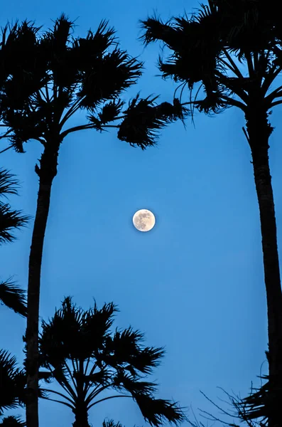 Crepúsculo con la luna llena y la silueta de palmeras — Foto de Stock
