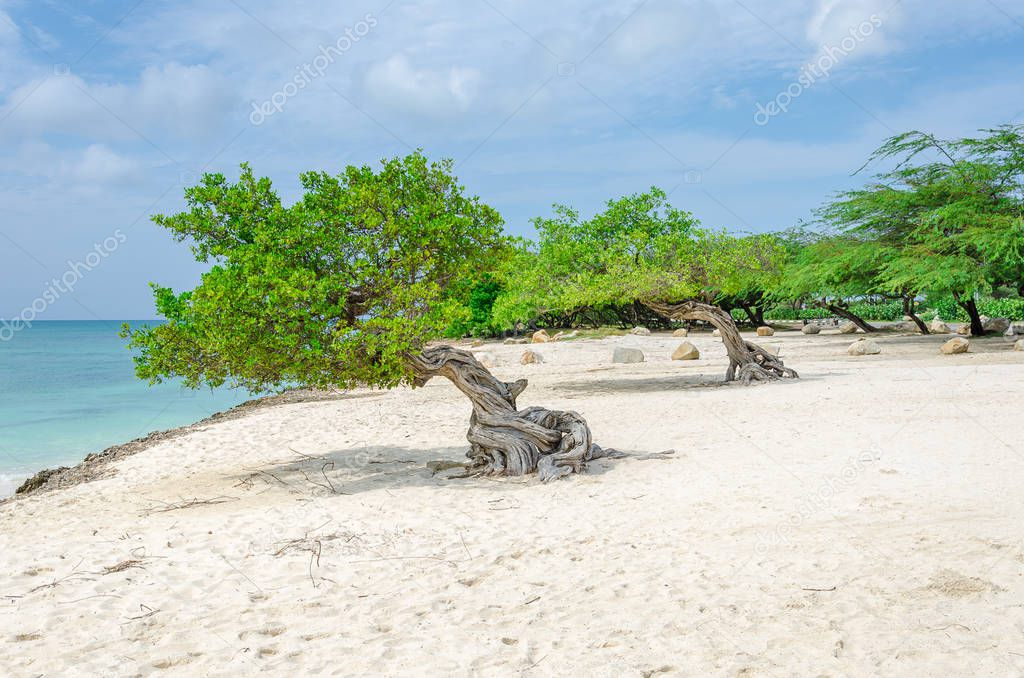 The famous Divi Divi tree which is Aruba's natural compass, always pointing in a southwesterly direction due to the trade winds that blow across the island