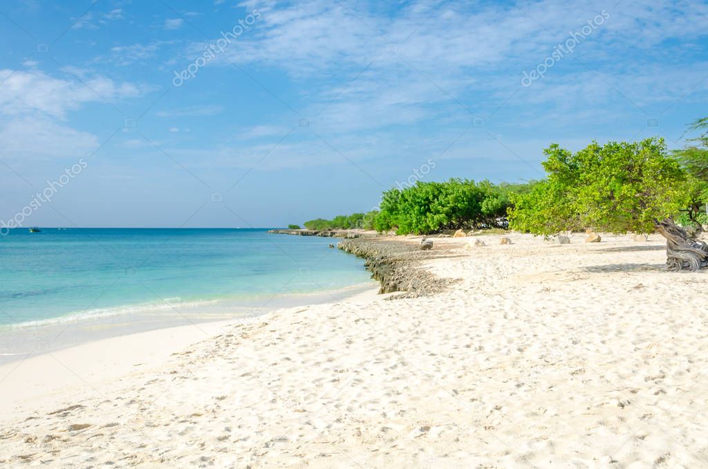 famous Divi Divi tree which is Aruba's natural compass