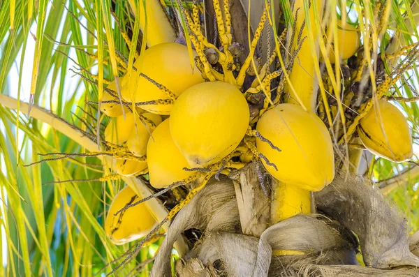 Palmera de coco en la playa de mambo —  Fotos de Stock