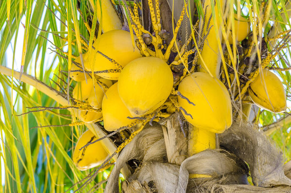 Coconut palm tree at the mambo beach