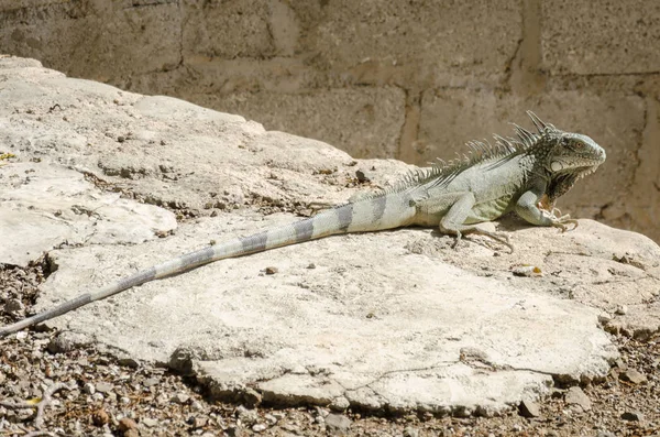 Close up van een leguaan-0(Iguana iguana) — Stockfoto