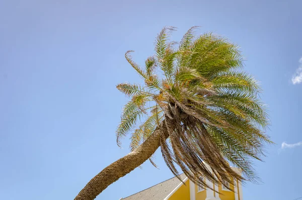 Detail of a Palm tree alone in Curacao — Stock Photo, Image