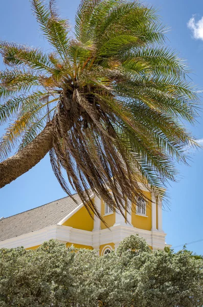 Detalhe de uma palmeira sozinha em Curaçao — Fotografia de Stock