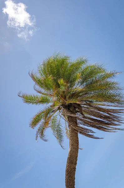 Détail d'un palmier seul à Curaçao — Photo