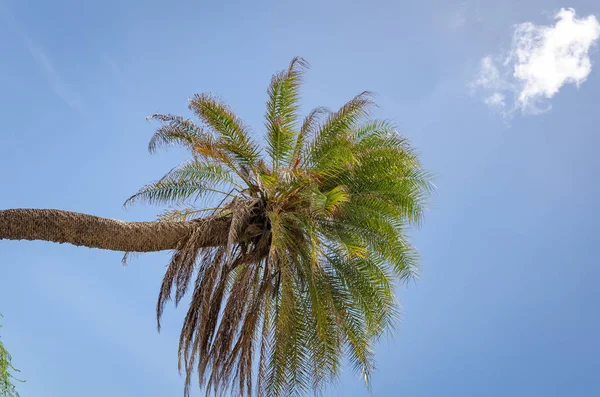 Détail d'un palmier seul à Curaçao — Photo