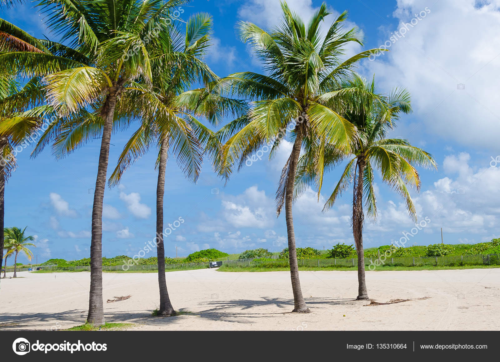 Close up of Miami Beach with Palm trees — Stock Photo © Junot #135310664