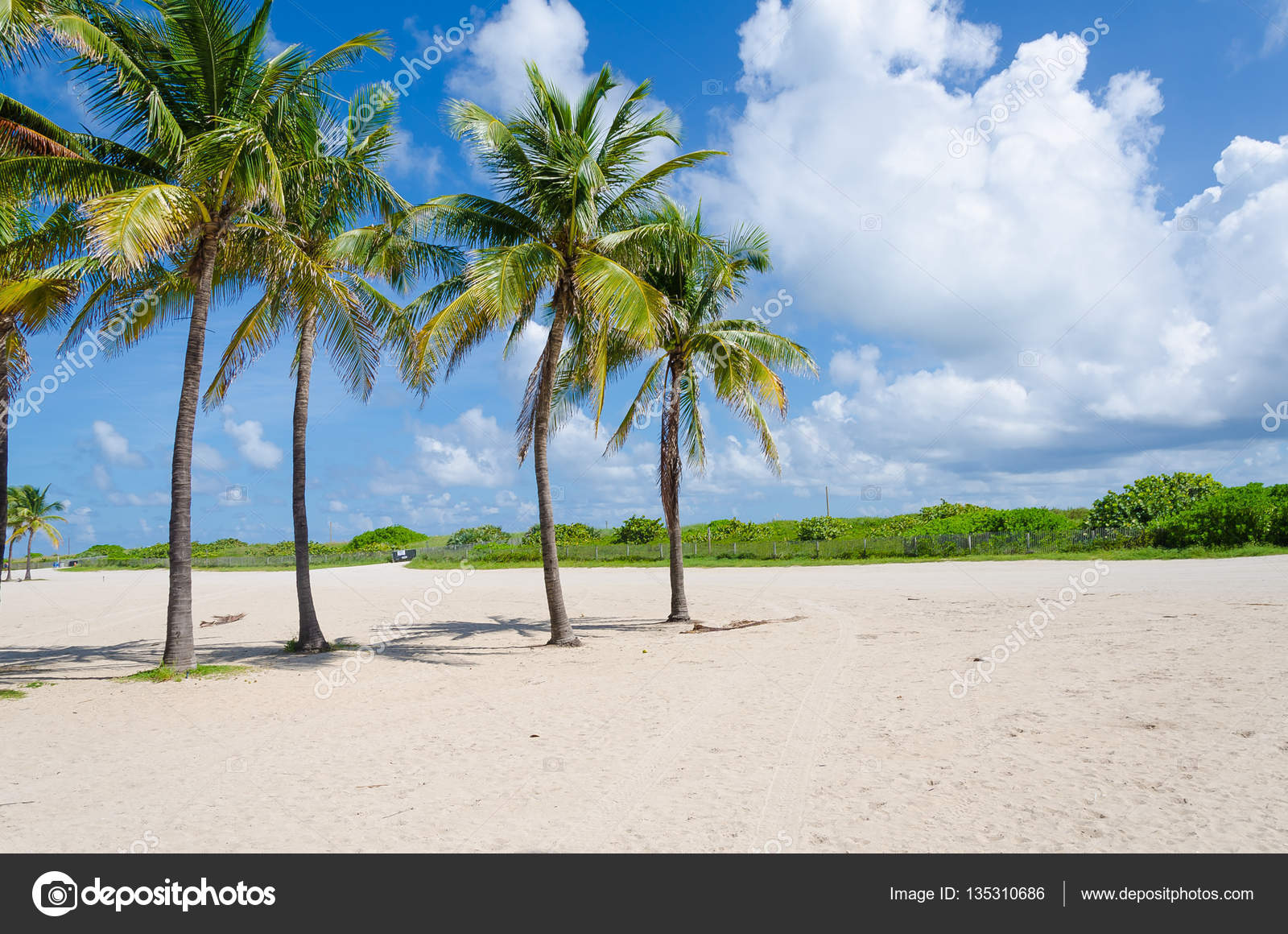 Vue De La Plage De Miami Avec Palmiers Photographie Junot