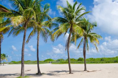Miami Beach palmiye ağaçları ile yakın çekim 