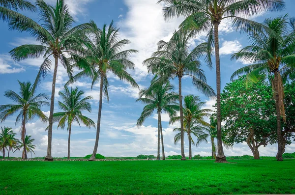 Widok z Miami Beach z palmami — Zdjęcie stockowe