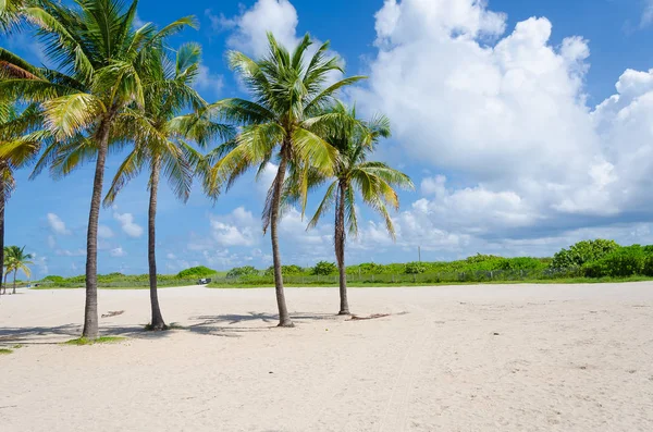 Vista di Miami Beach con palme — Foto Stock