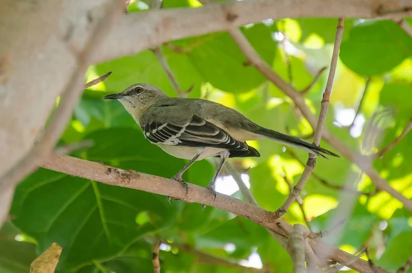 Schwarzer und grauer Vogel sitzt auf einem Ast — Stockfoto