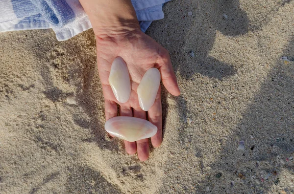 Holding white big shells in handing in Aruba — Stock Photo, Image