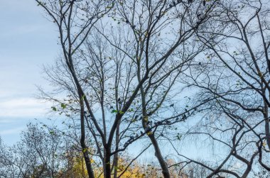 New York'un manhattan central park panorama