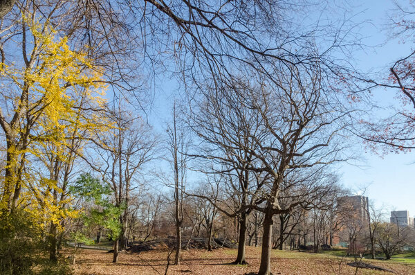 New York City Manhattan Central Park panorama in Autumn with colorful trees