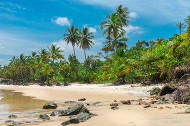 Güzel bir plaj ve doğa Itacare Bahia Brezilya yakınındaki