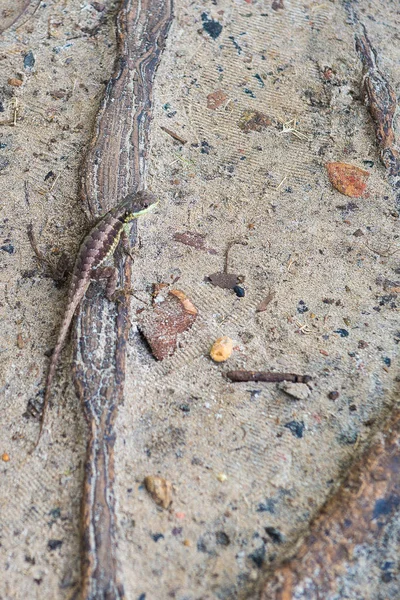 Gri kertenkele güzel doğada hayvan 