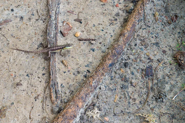 Gri kertenkele. Güzel hayvan doğa ortamlarında. Ormandan gelen kertenkele.
