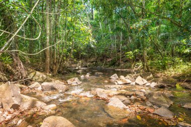 Şelale ve açık yeşil orman Brezilya akışında