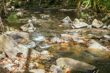 Şelale ve açık yeşil orman Brezilya akışında