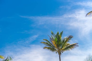 Coconut palm ağaç ekimi görünümü alt kattan yüksek up