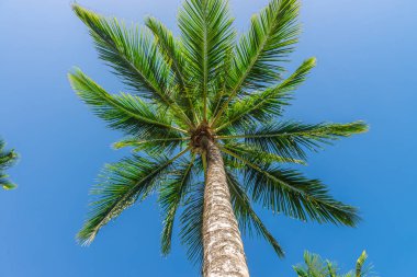 Coconut palm ağaç ekimi görünümü alt kattan yüksek up