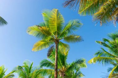 Coconut palm ağaç ekimi görünümü alt kattan yüksek up