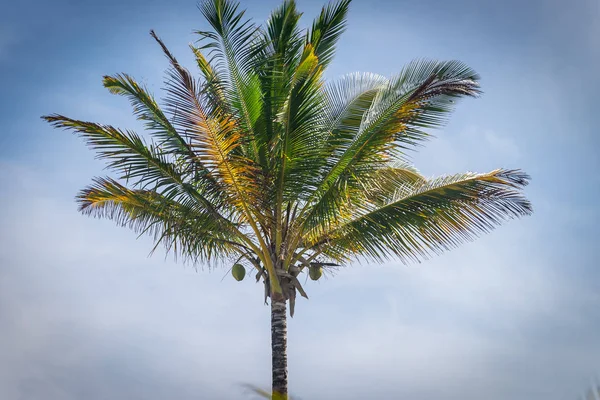 Вид Кокосовую Пальму Нижнего Этажа Высоту — стоковое фото