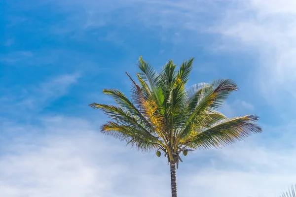 Вид Кокосовую Пальму Нижнего Этажа Высоту — стоковое фото